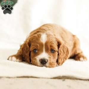 Drew, Cockapoo Puppy